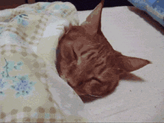 4.gif