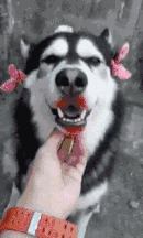 9.gif