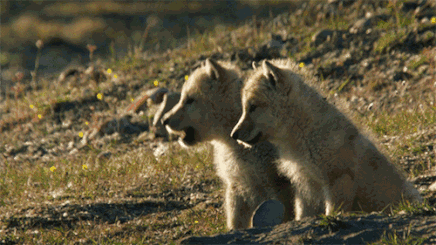 8.gif