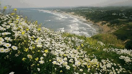 5.gif
