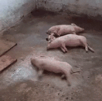 13.gif