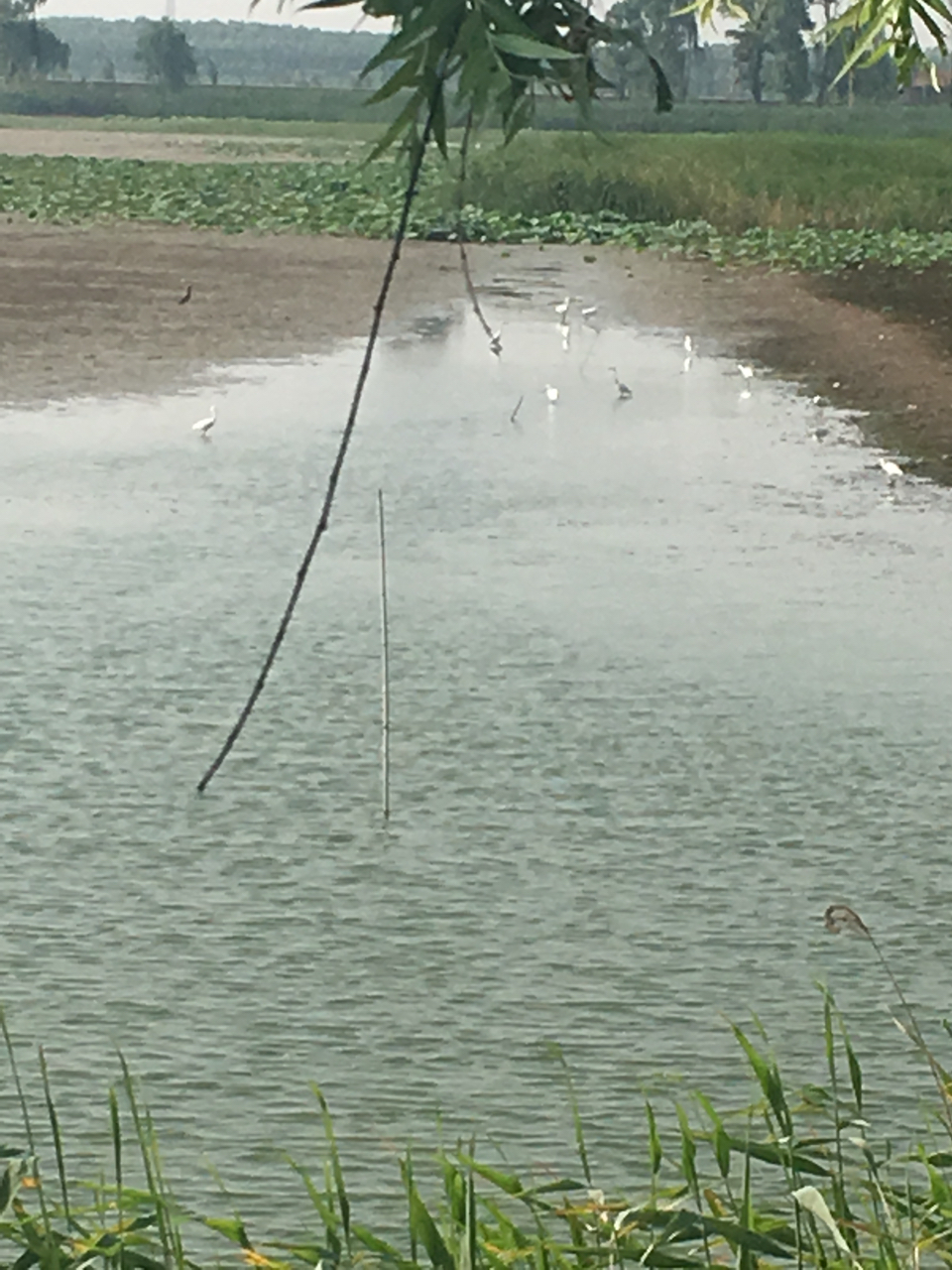20180616289801529144612592386.jpg