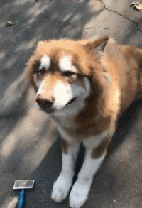 20180724_2051_1532428299827.gif