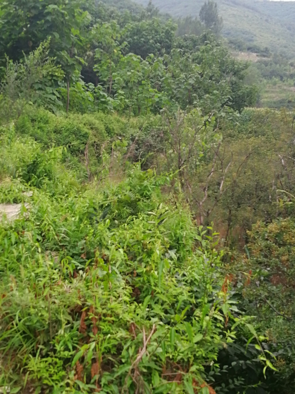 20180727_14388_1532671239216.jpg
