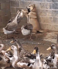 微信图片_20180731095125.gif