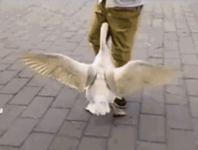 微信图片_20180731095128.gif