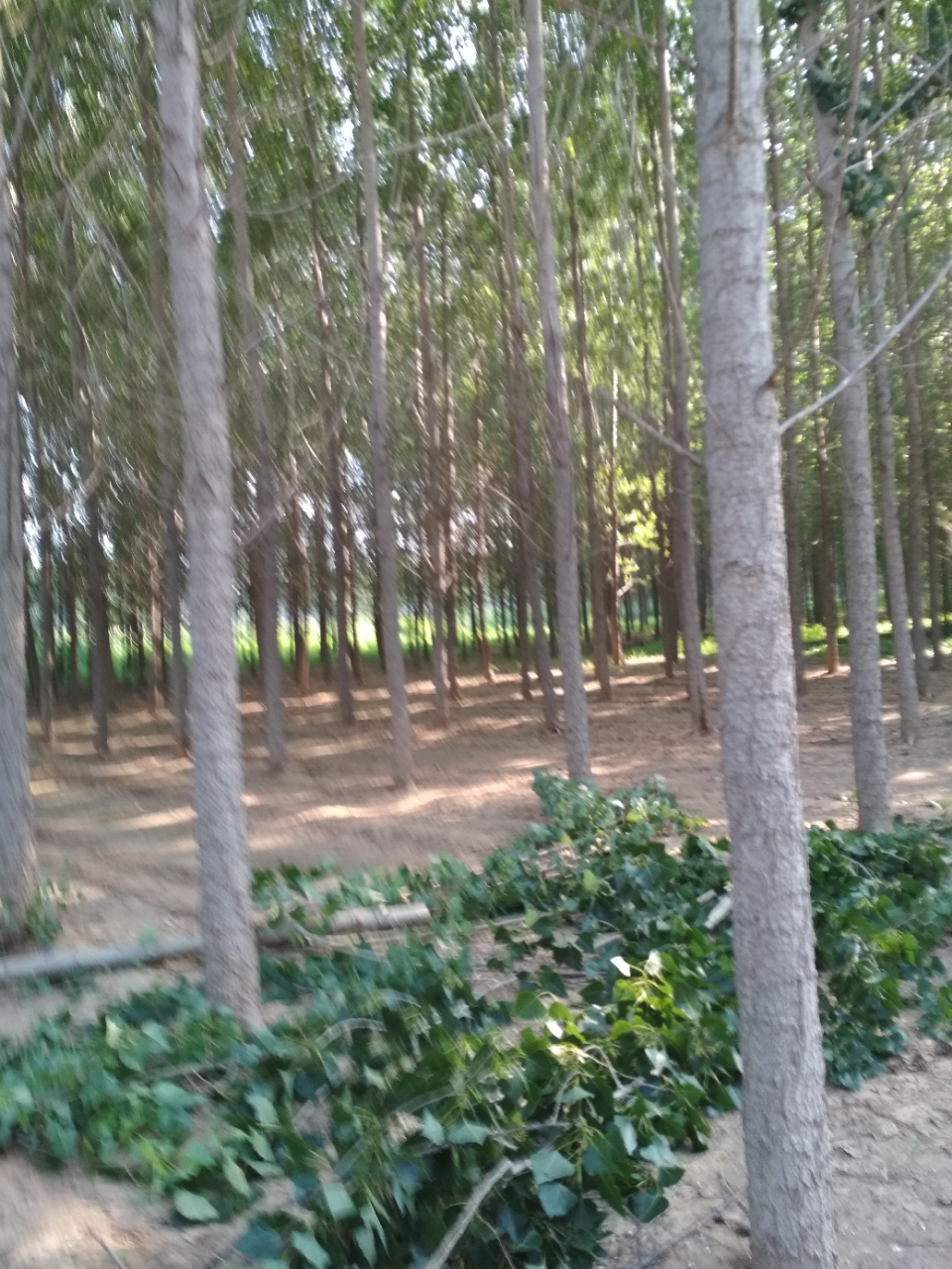 20180815_79045_1534337482267.jpg