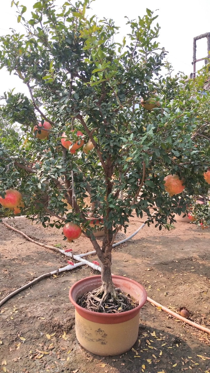 20181009_65495_1539036497962.jpg