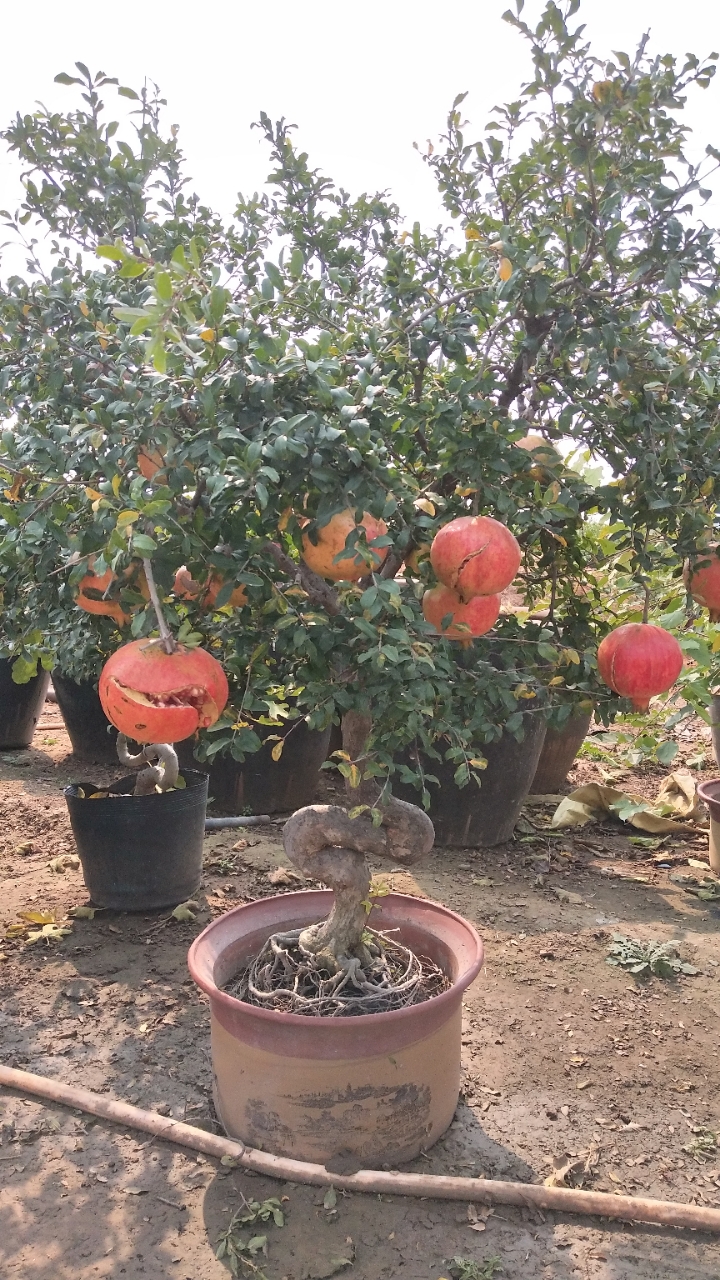 20181009_65495_1539036498339.jpg