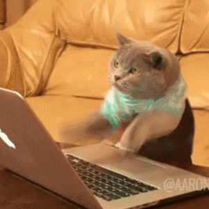 20181119_17985_1542625822766.gif