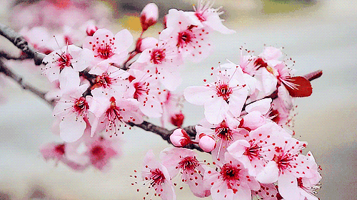 3.gif