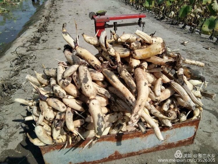 微信图片_20181226145548.jpg
