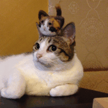 微信图片_20190212085255.gif