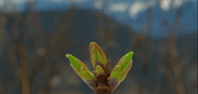 微信图片_20190223101321.gif