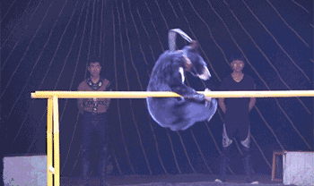 2.gif