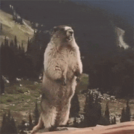 20190403_21154_1554299674538.gif