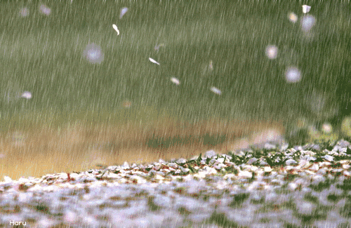 4.gif