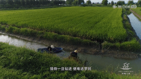 9.gif