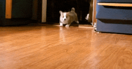 微信图片_20190413135948.gif