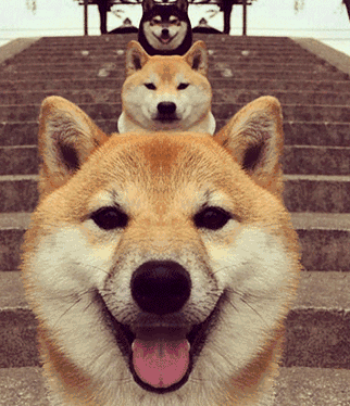 微信图片_20190413140009.gif