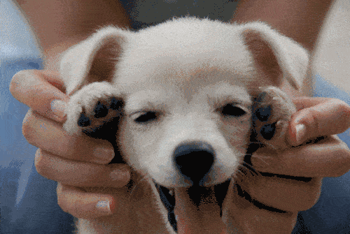微信图片_20190413140039.gif