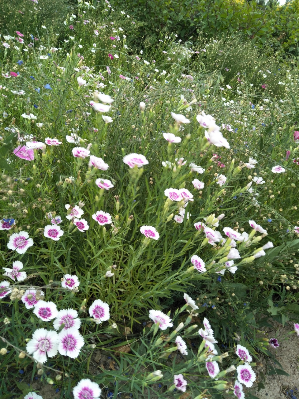 20190416_22435_1555393992919.jpg