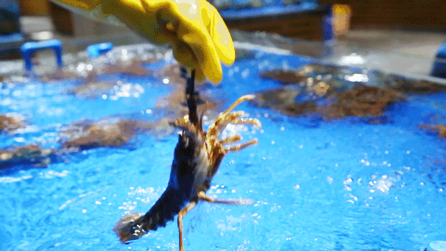12.gif