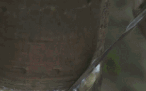 7.gif