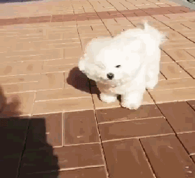 4.gif