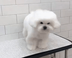 5.gif