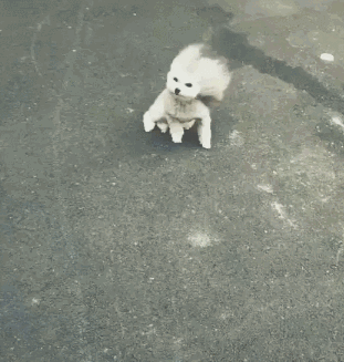 6.gif