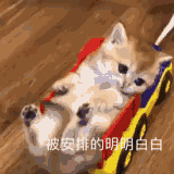 15.gif
