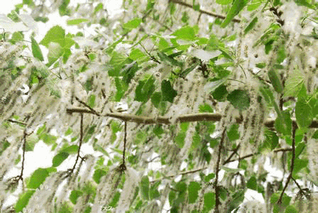 微信图片_20190507175725.gif