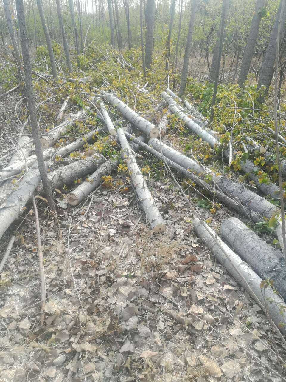 20190519_92583_1558261638304.jpg