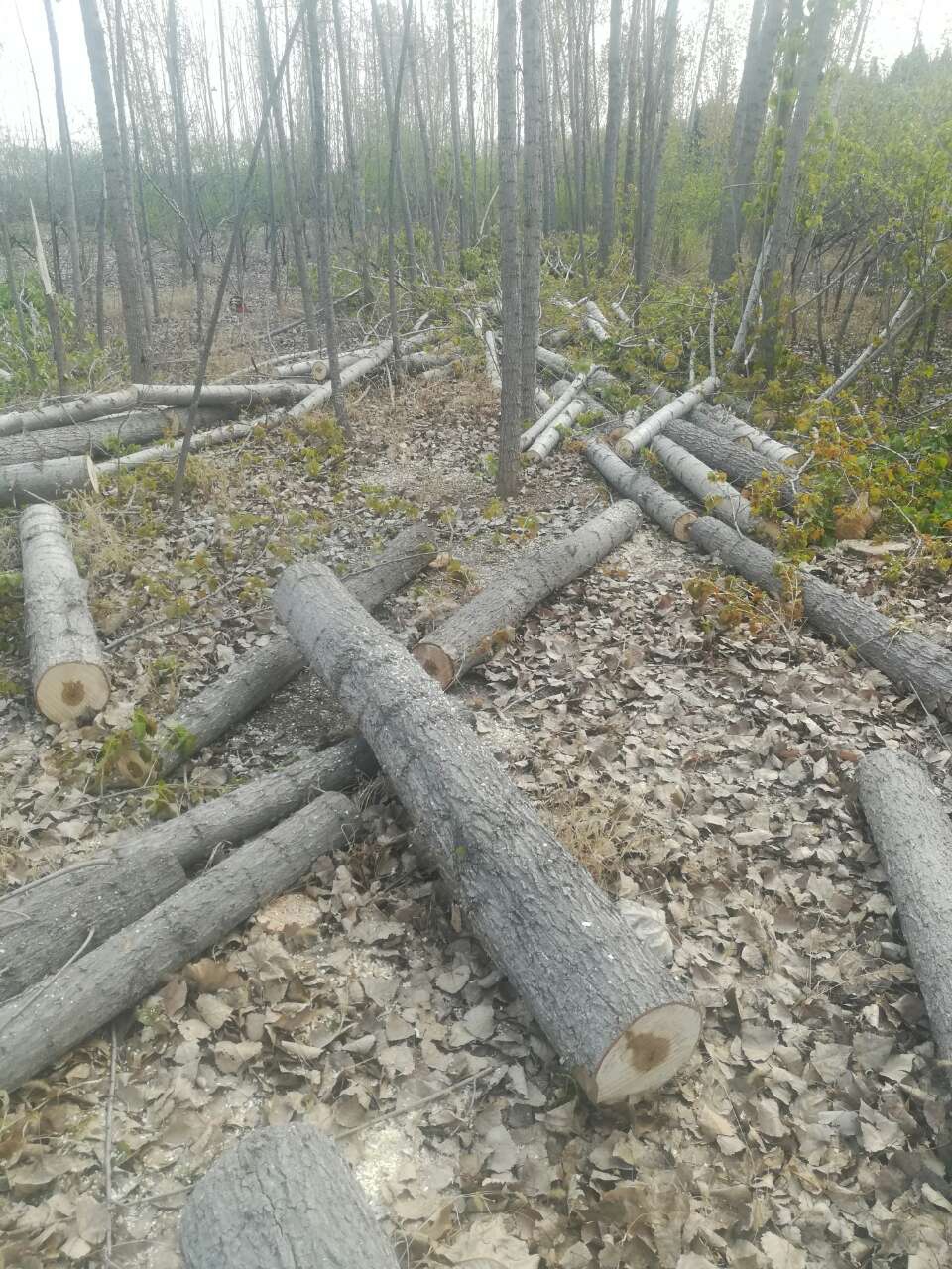 20190519_92583_1558261638376.jpg
