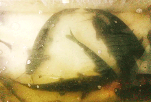 微信图片_20190530145345.gif