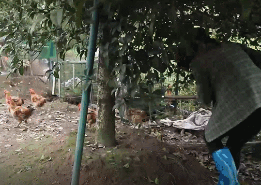 3.gif