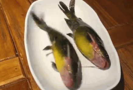 13.gif