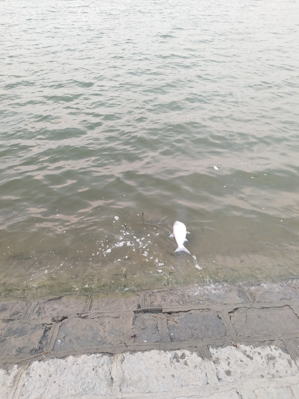 20190630_13852_1561893722709.jpg