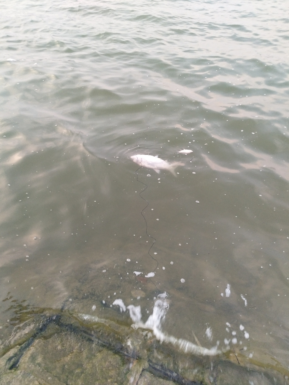 20190630_13852_1561893721156.jpg