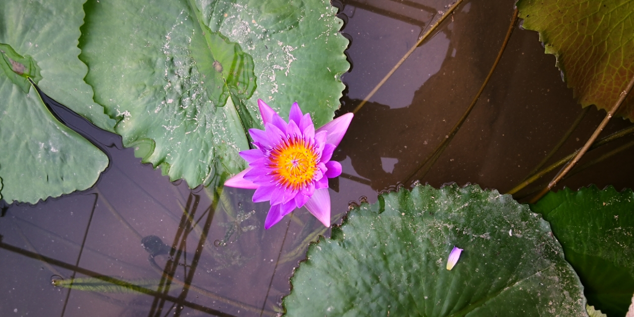 20190710_14065_1562717271022.jpg