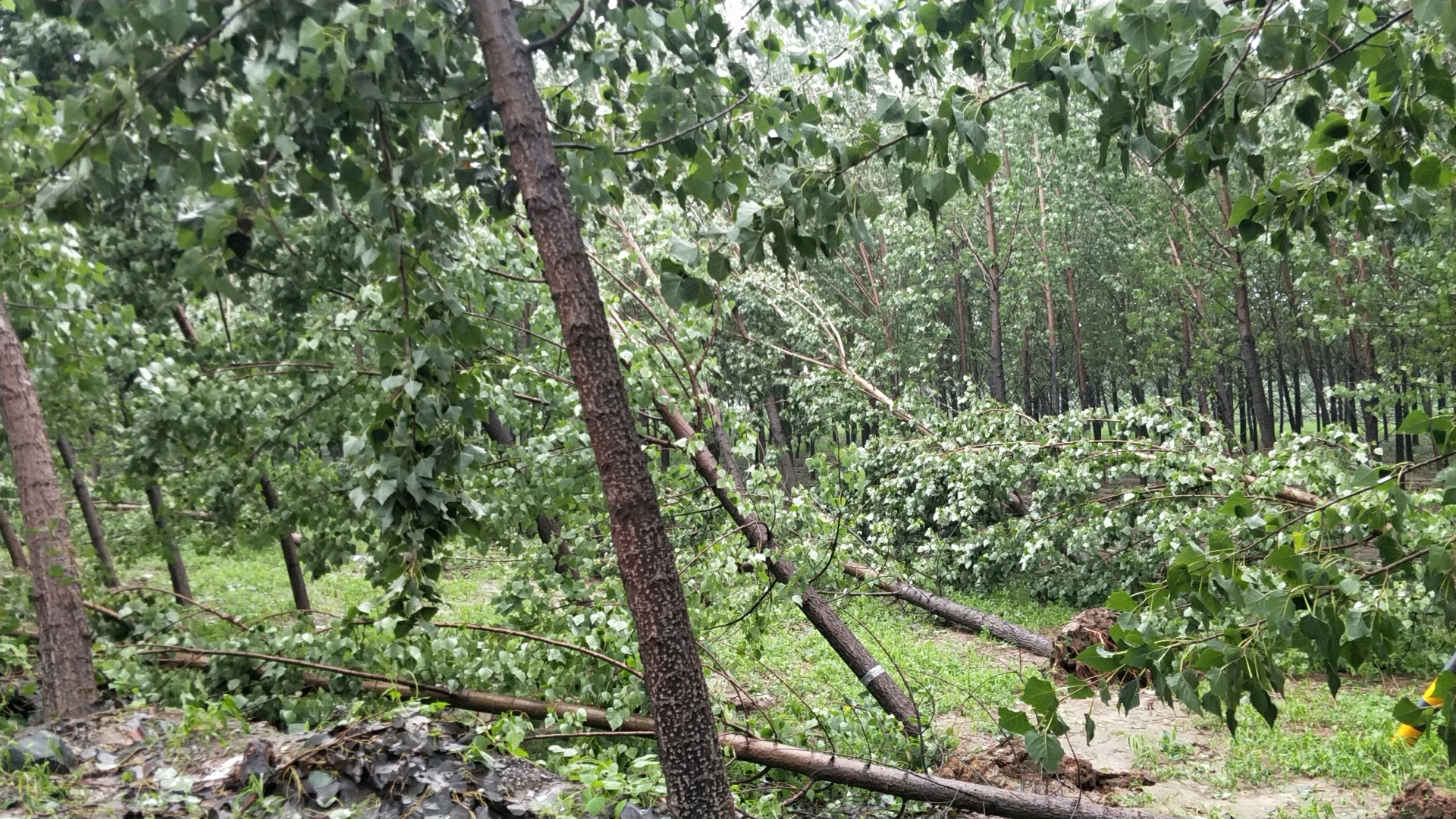微信图片_20190813171719.jpg