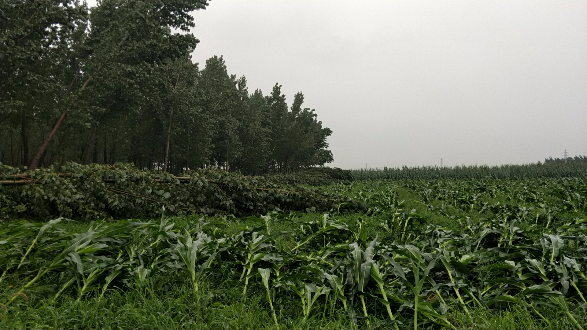 微信图片_20190813171733.jpg