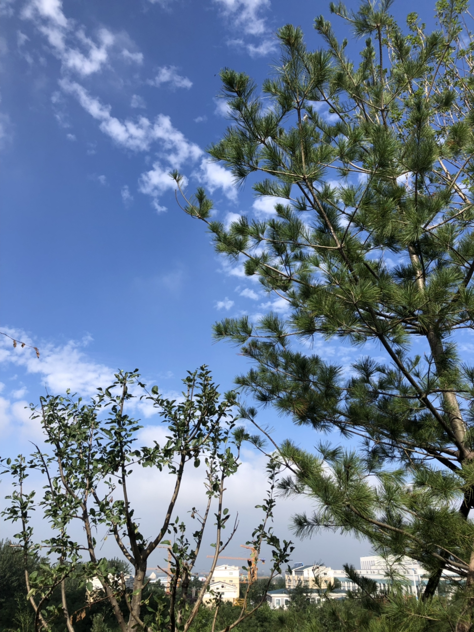 201908141178571565746306891045.jpg