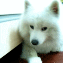 640 (1).gif