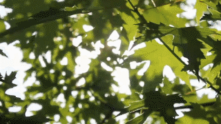 微信图片_20191109145533.gif