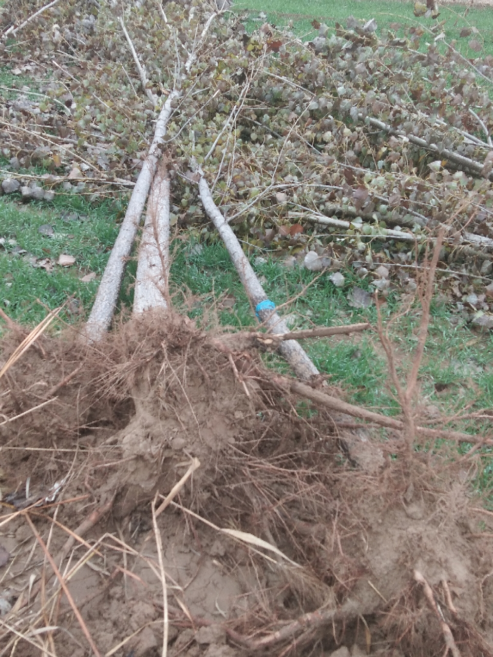20191202_82242_1575251015281.jpg