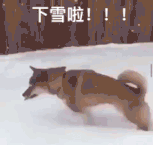 173644rf63kkl982fif6zo.gif