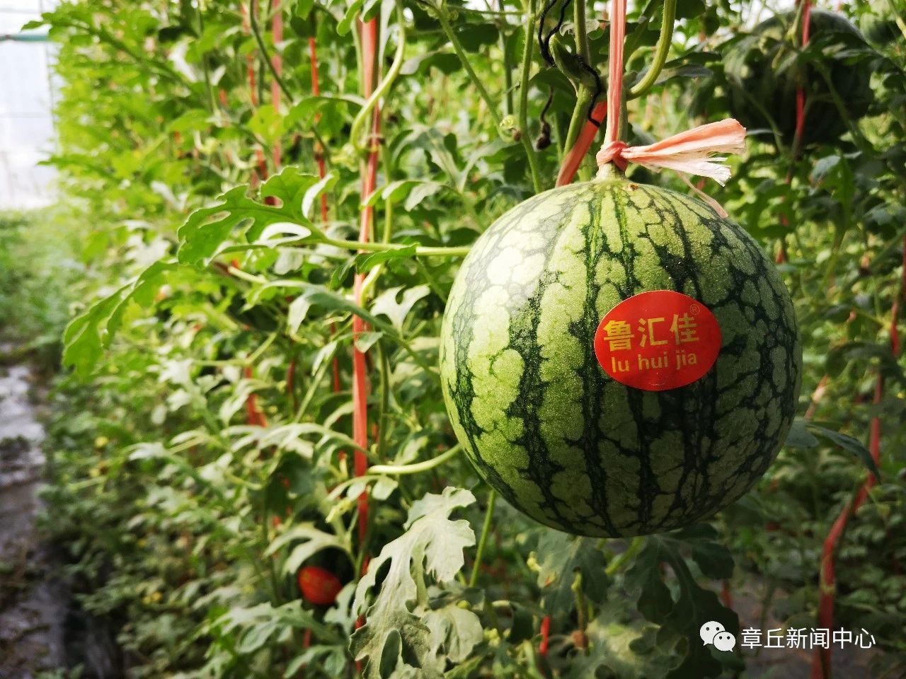 微信图片_20200410083012.jpg