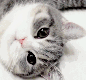 134604dj4kf4jtybvbvs3i.gif